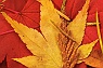 Conifer Needles on Yellow & Red Maple Leaves #2